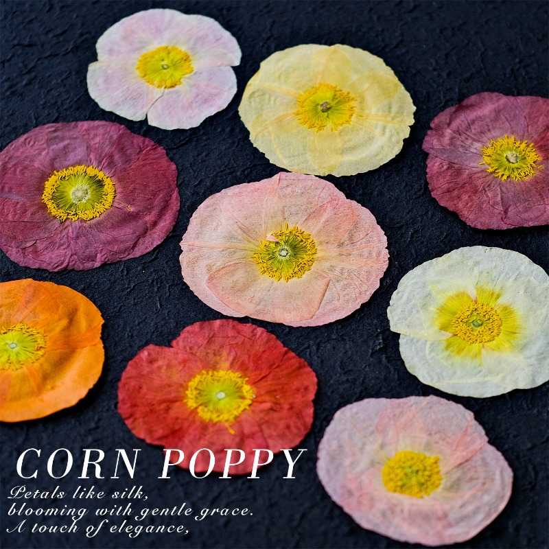 1 peça, Papoula Natural Prensa - Resin Art Frame avaliação e preço