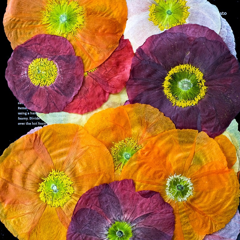 1 peça, Papoula Natural Prensa - Resin Art Frame avaliação e preço